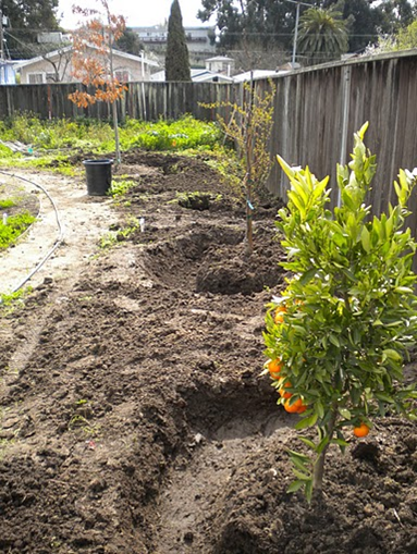 Combining laundry greywater and rainwtaer from a downspout is great for fruit trees!