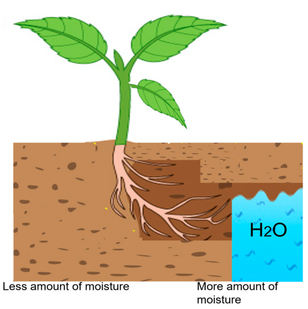 Hydrotropism
